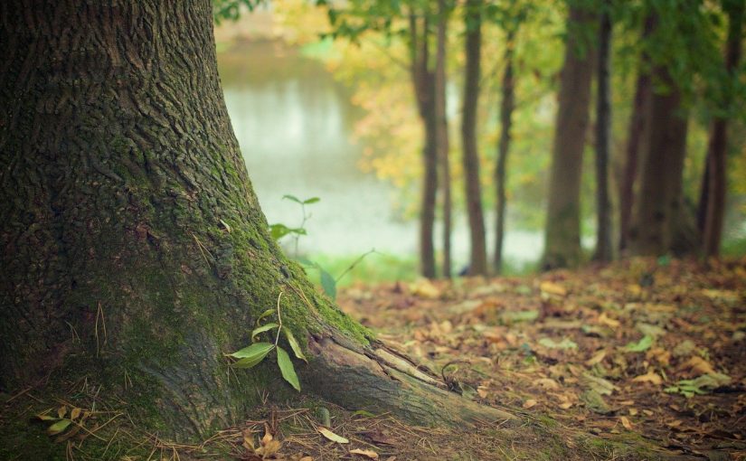 Piękny i {zadbany zieleniec to nie lada wyzwanie, przede wszystkim jak jego pielęgnacją zajmujemy się sami.